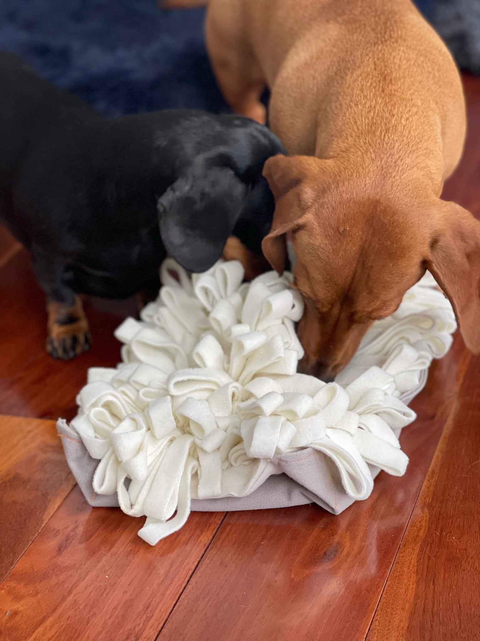 white dog using foraging toy snuffle mat