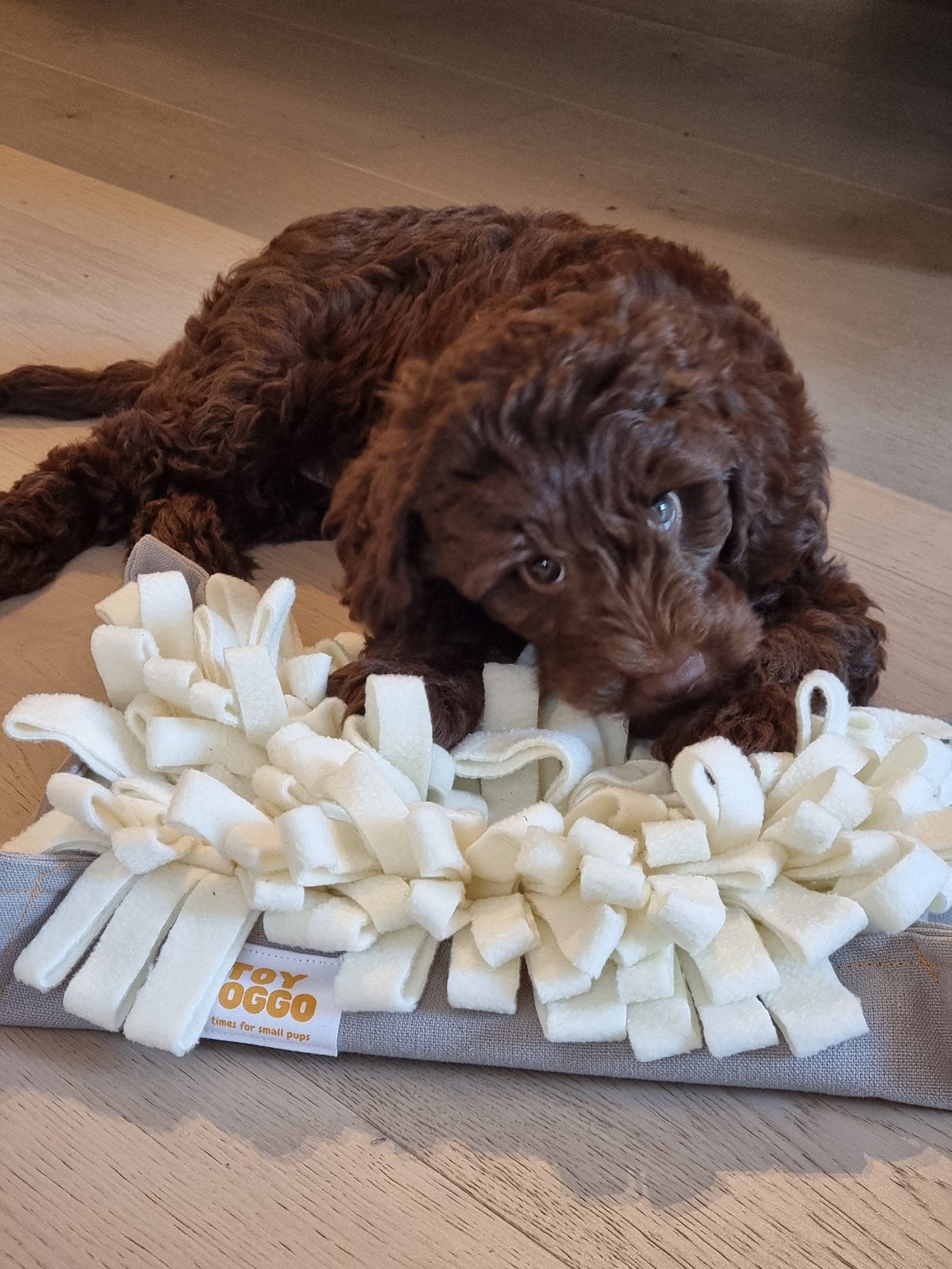 Dog using foraging toy snuffle mat